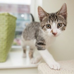 Meet your Posher, Hilbert